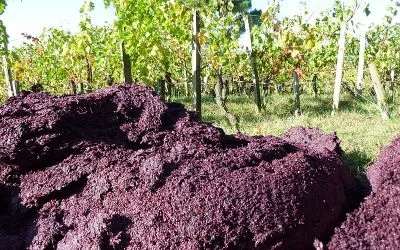 vine making waste