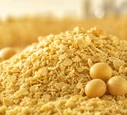 Soybean Meal