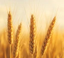 Wheat