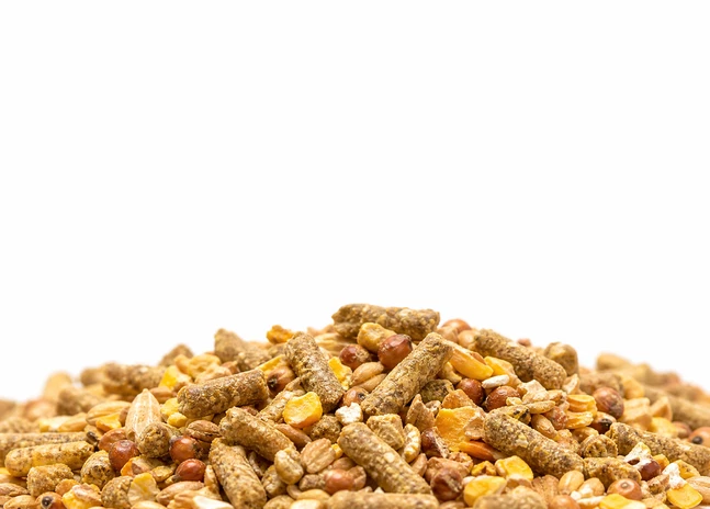 native chicken feed