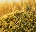 Corn Silage