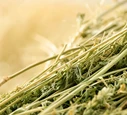 Alfalfa Hay