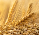 Barley