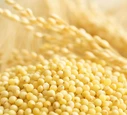 Millet