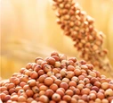 Sorghum