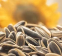 Sunflower Seeds