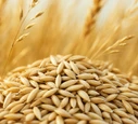 Canary Seed
