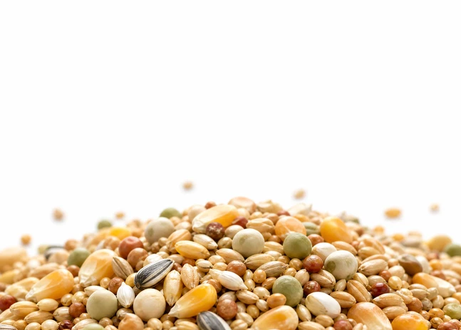 Pigeon feed