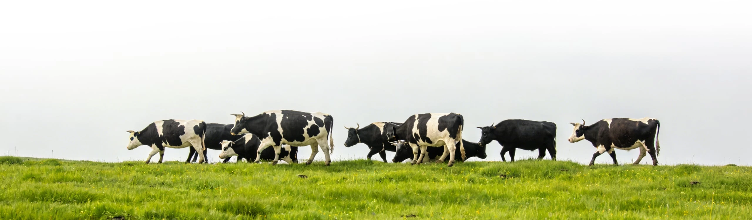 cattle