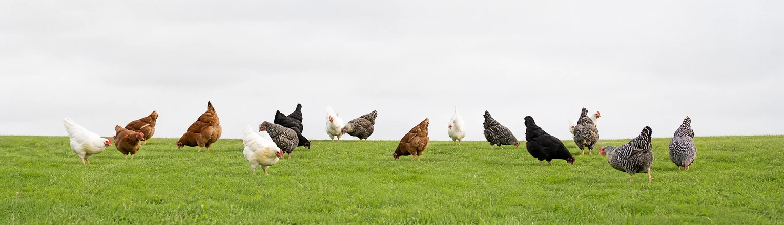 chickens