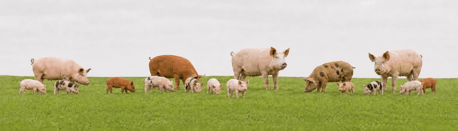 pigs family