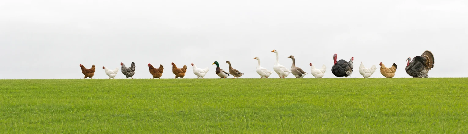 poultry