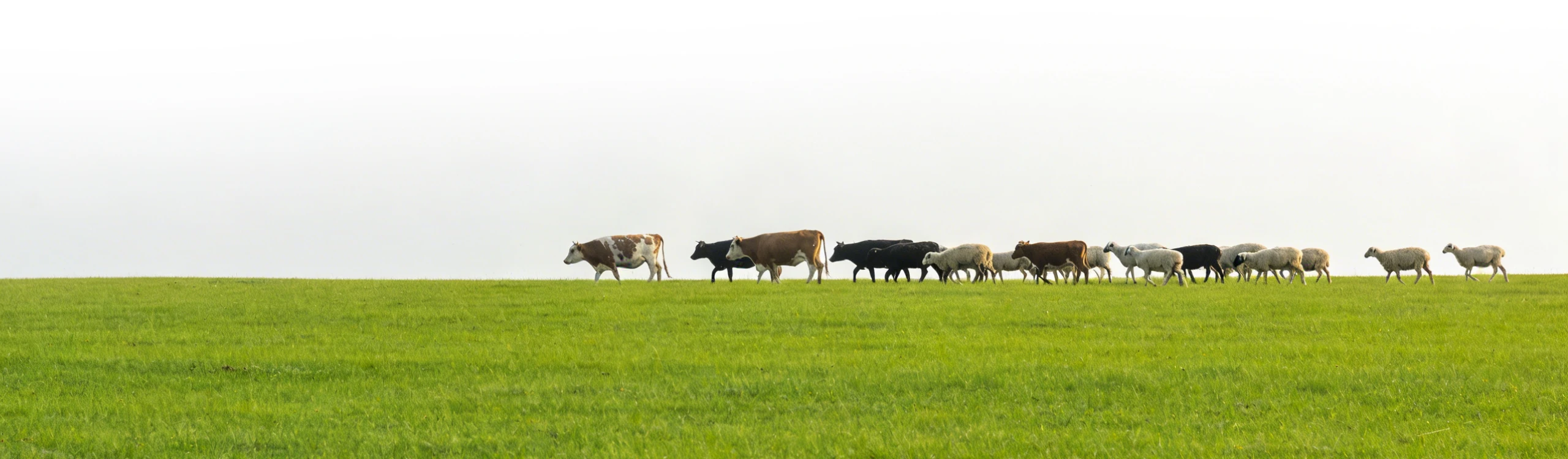 animal ruminant