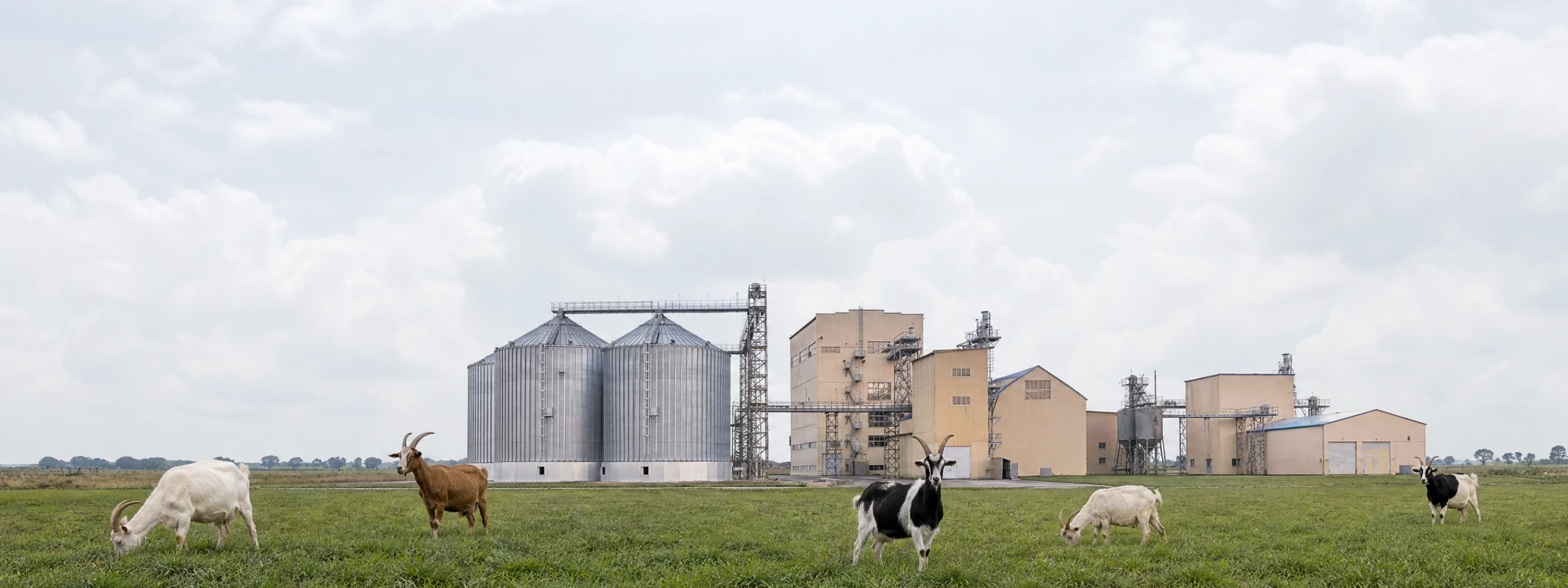 goat feed plant SOLUTION