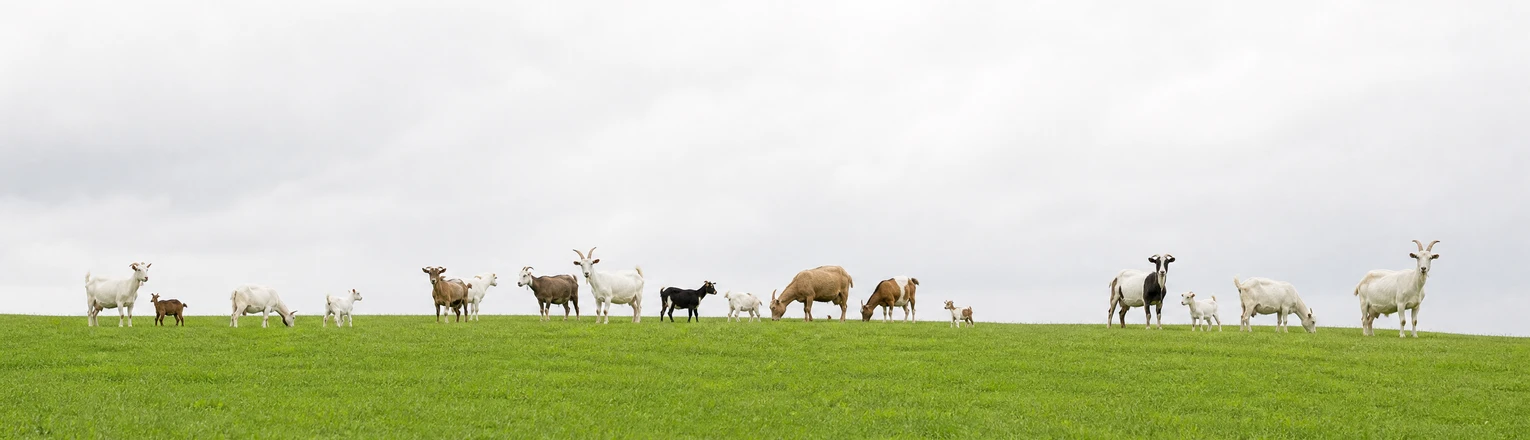 goats family
