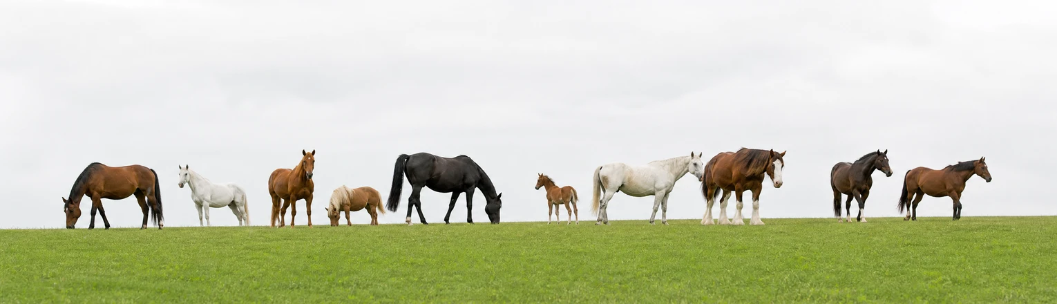 horses_family_banner