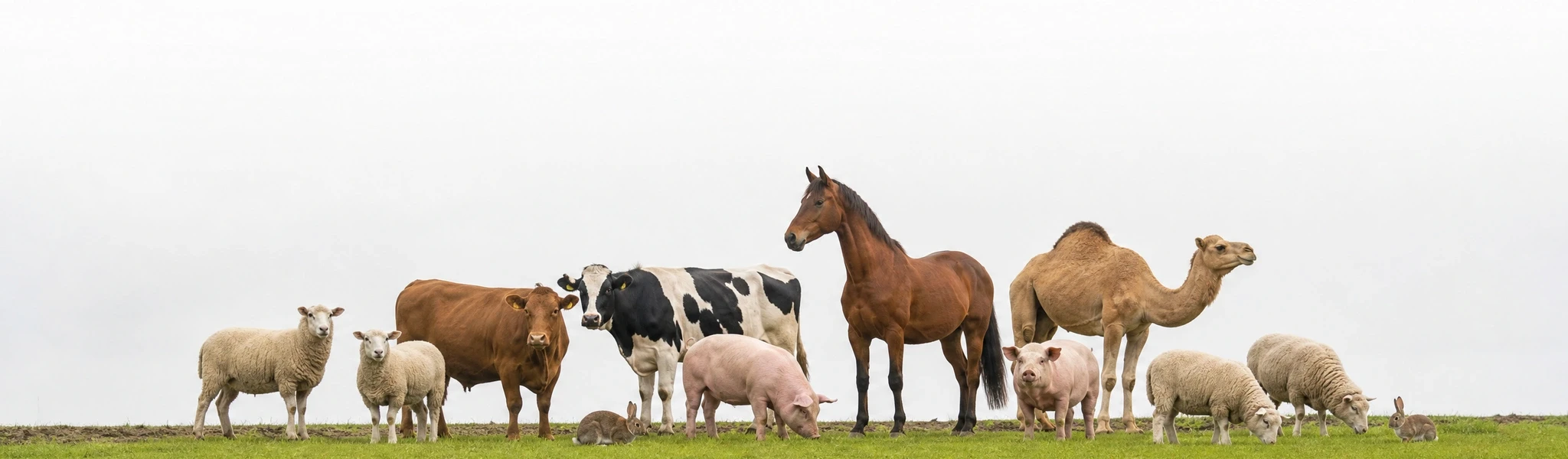 livestock animals