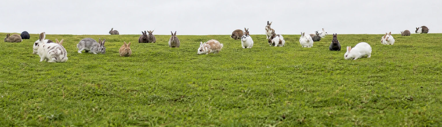 rabbits family