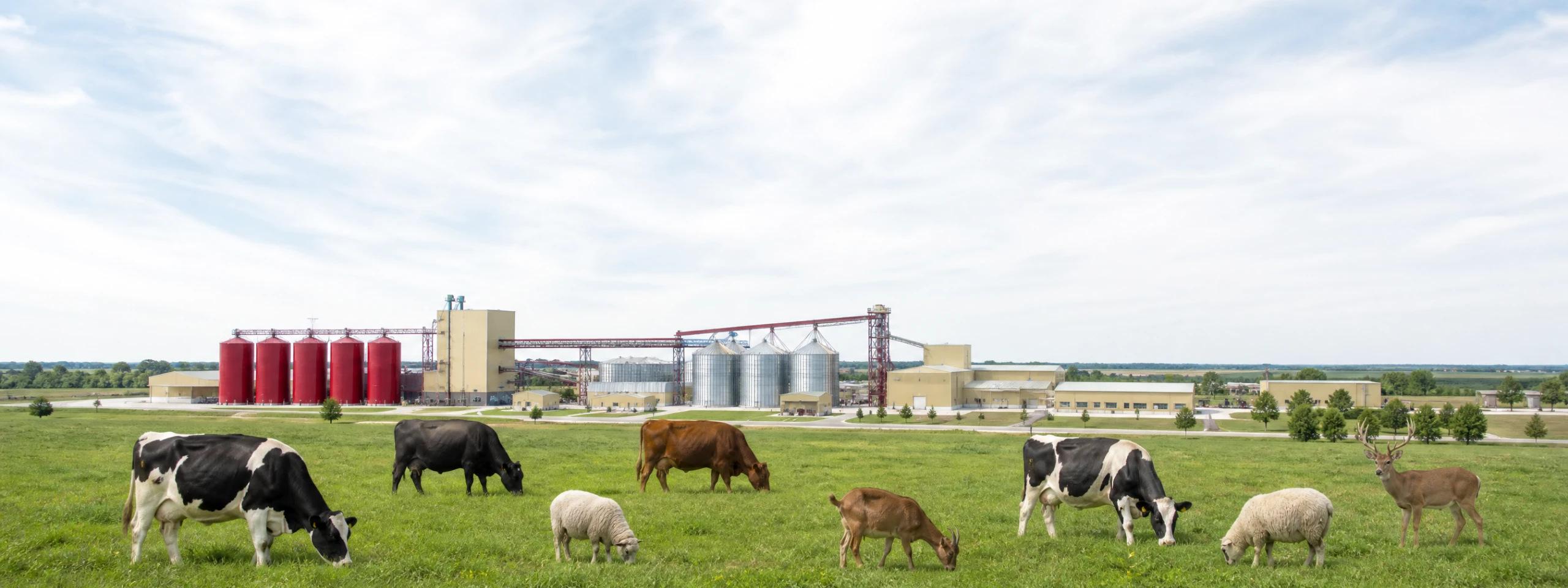 ruminant feed mill solution