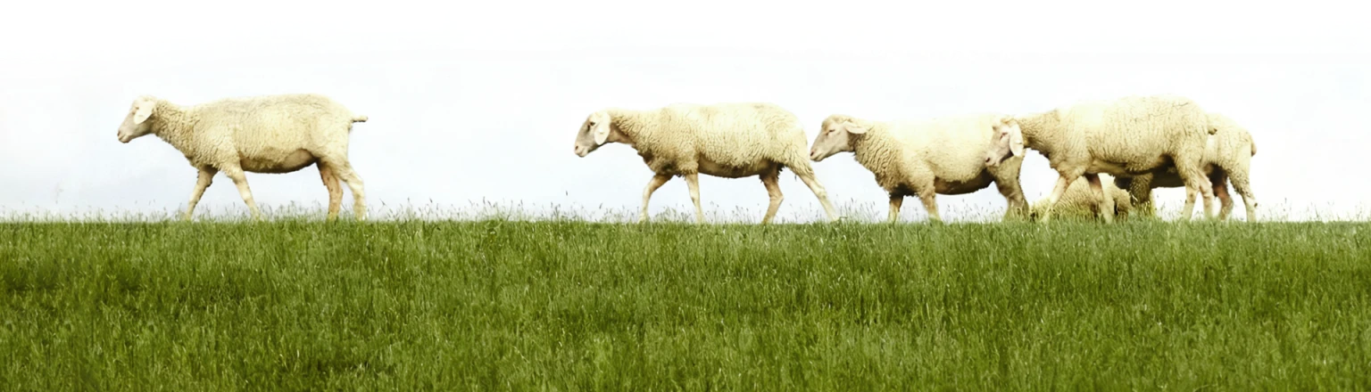sheep