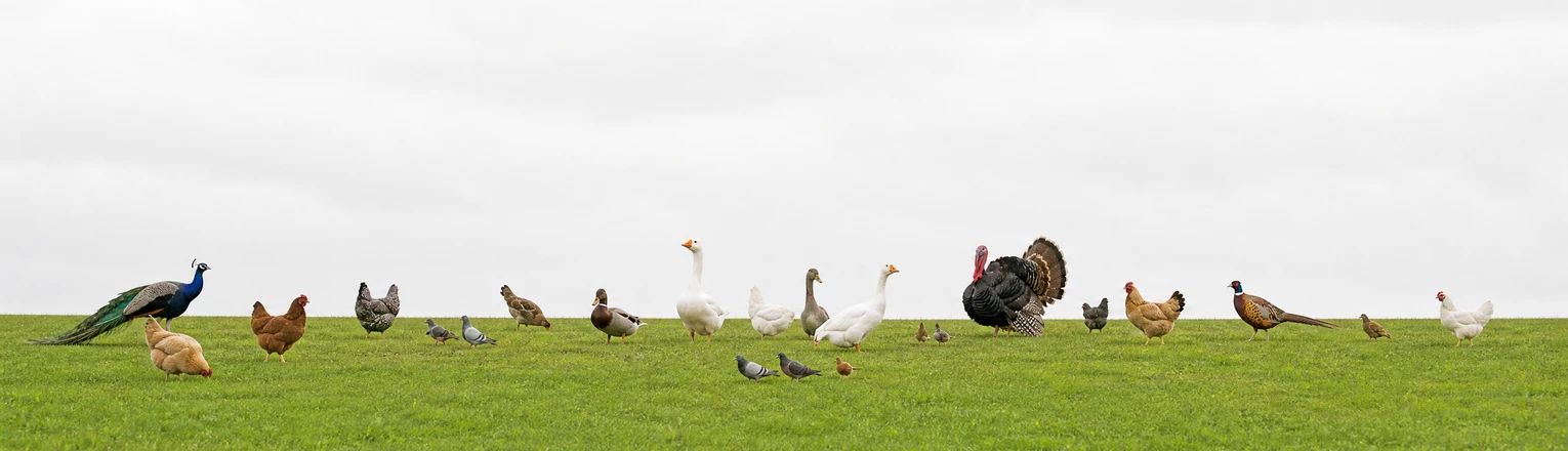various birds
