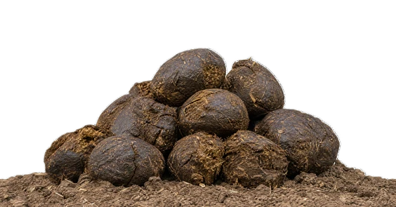 Päerd Manure